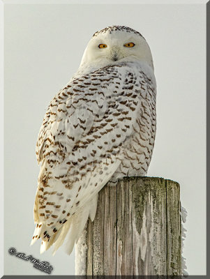 Snowy Owl On It's Lookout Perch