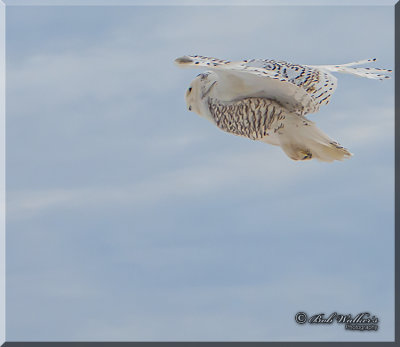 Snowy Owl Searching For A Meal