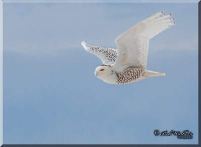Snowy Owl Continues It's Pursuit Of A Meal