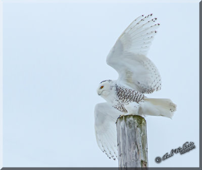 Snowy Owl Returning From It's Hunt