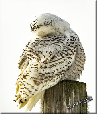  Female Snowy Owl Conserving Energy