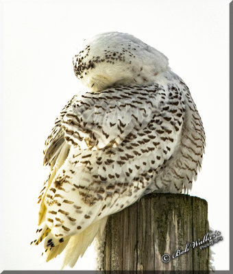 Female Snowy Owl Conserving Energy
