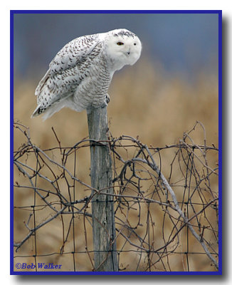 Snowy Owl On Fence #2