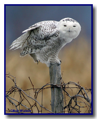 Snowy Owl On Fence #3