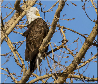 Mature Bald Eagle Preening It's Feathers