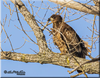 Immature Bald Eagle Hiding In The Branches 