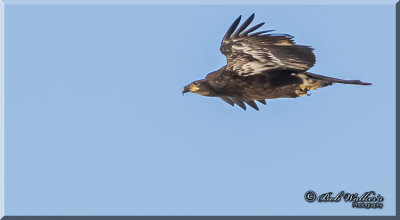 Immature Bald Eagle In Flight On It's Way To Look For A Meal