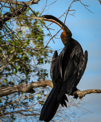 Birding Southern Africa