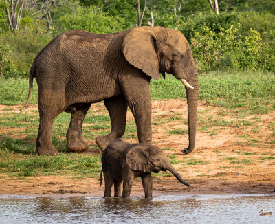 African Savannah Elephant-14.jpg