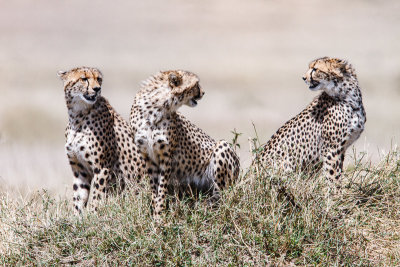 Cheetahs Hunting-7.jpg