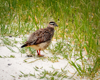 Crested Francolin-3.jpg