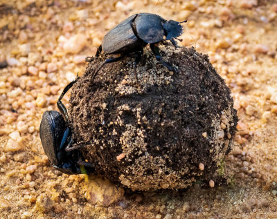 Dung Beetle-7.jpg