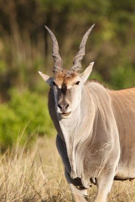 Eland-8.jpg