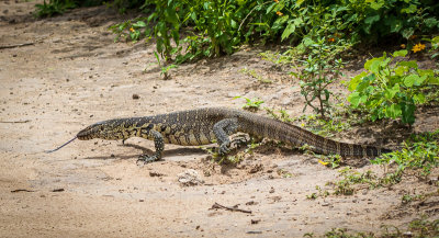 Water Monitor-1.jpg