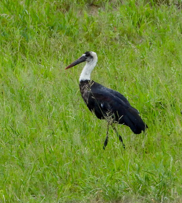 Wooly-necked Stork-1.jpg