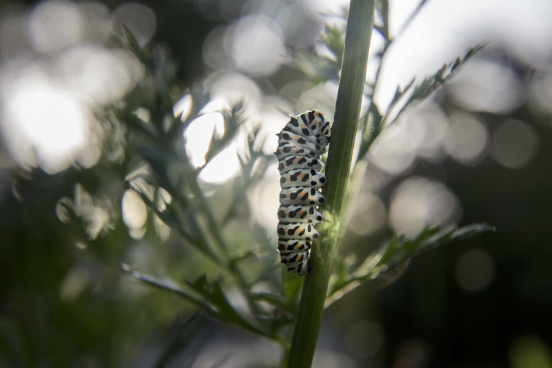 rups koninginnepage