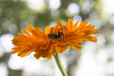 spider on an orange marigold