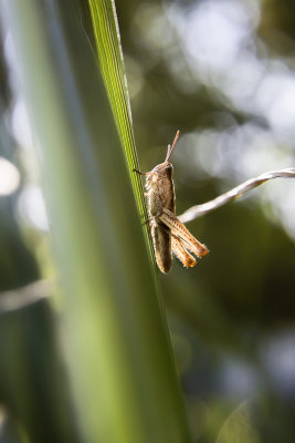 grasshopper in the spotlight