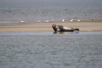 Zeehond in de Westerschelde