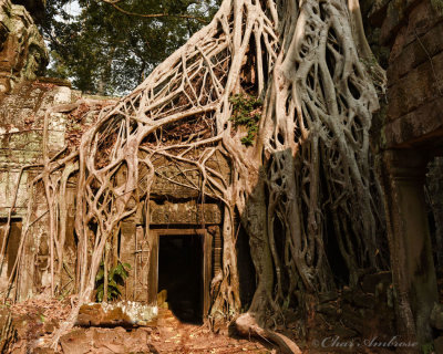 Doorway Amidst the Tree Roots