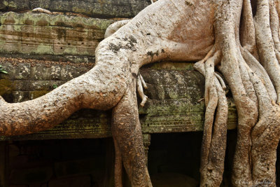 Tree Roots at Ta Prohm