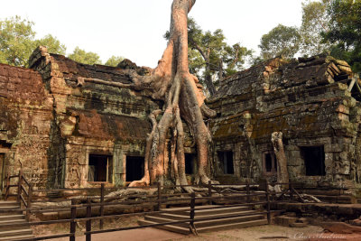 Iconic Tree of Ta Prohm