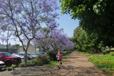 Jacarandas are Blooming!