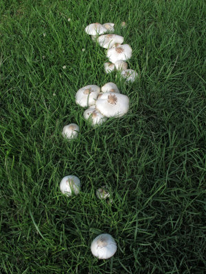 Mushroom Pattern at the Park