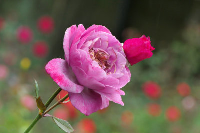 A Rose in the Furman University Garden