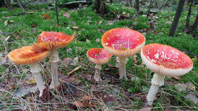 Paddenstoelen 2019