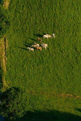 Anères d'été
