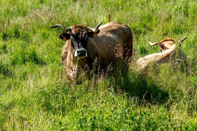 L'Aubrac