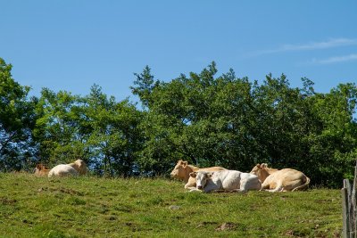L'Aubrac