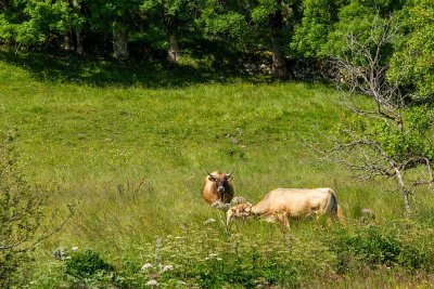 L'Aubrac