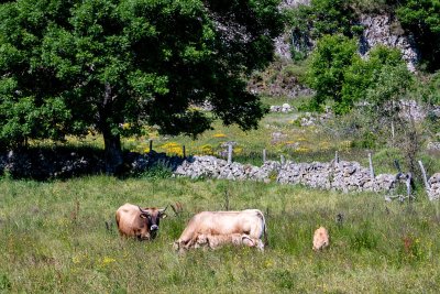 L'Aubrac