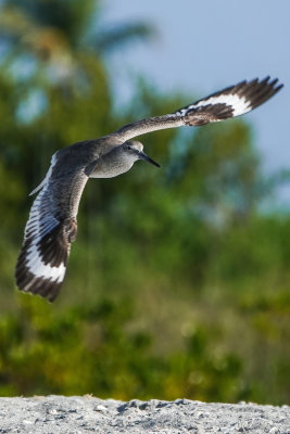 other_fla_birds