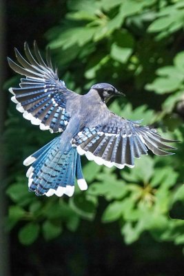 blue_jays