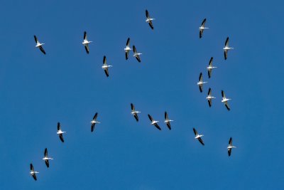 pelicans