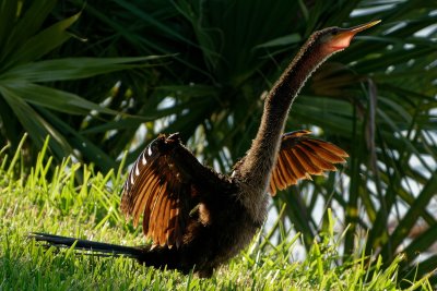 anhingas