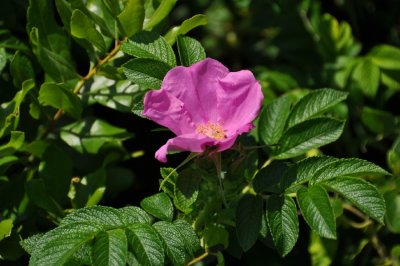 DSC_6912.JPG
