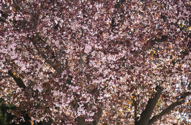 Cherry blooming