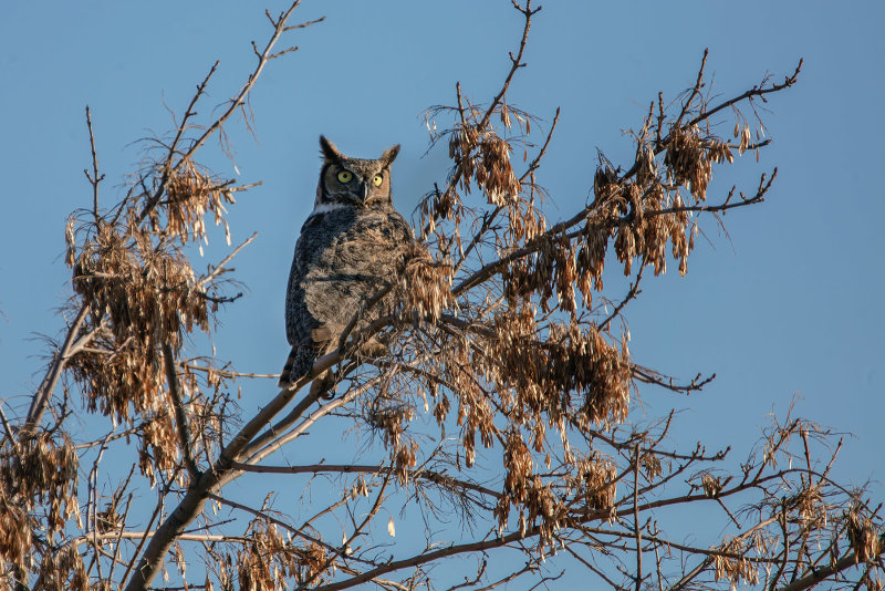 Great Horned Owl