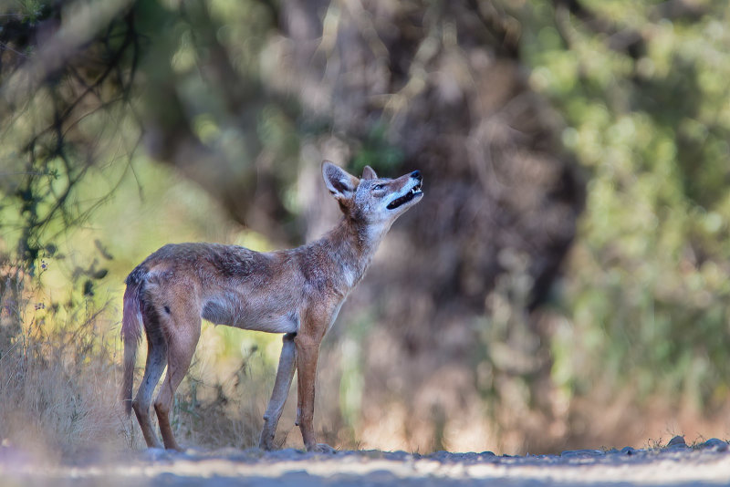 Coyote