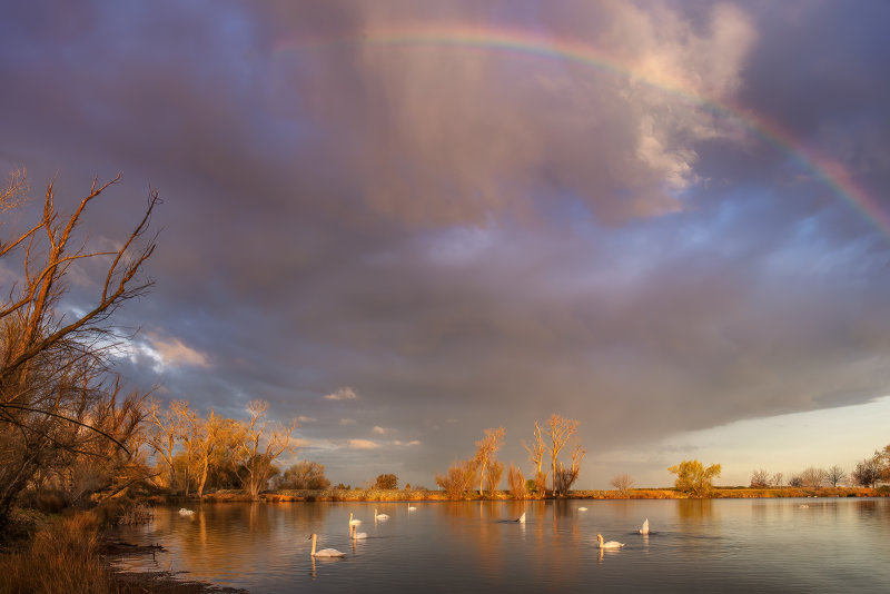 Swan Lake Morning