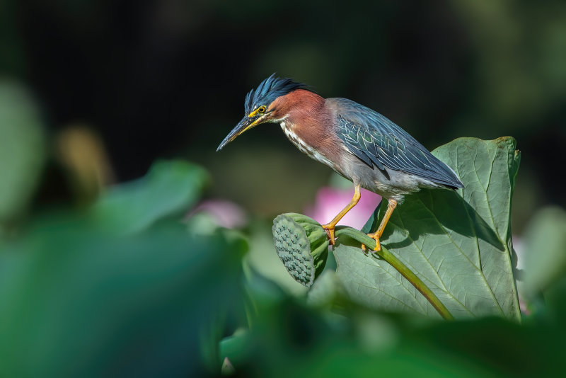 Green Heron