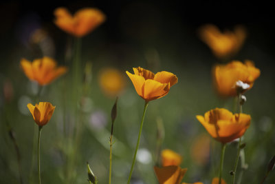 Tufted Poppies