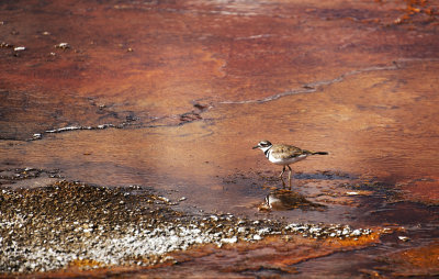 Killdeer on hot spring