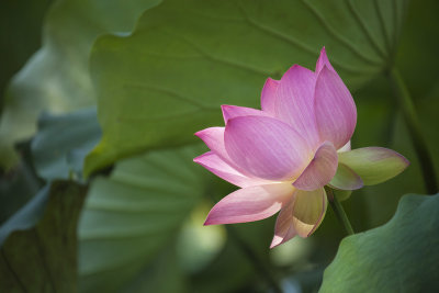 Lotus