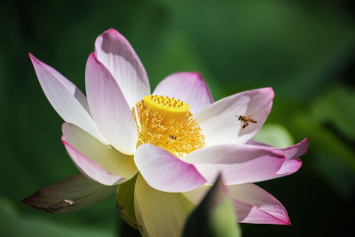Glowing lotus