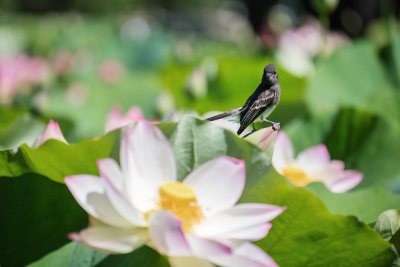 Bird & Lotus